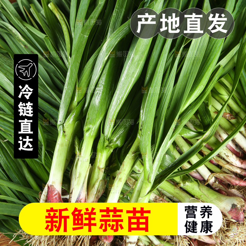 蒜苗纹理