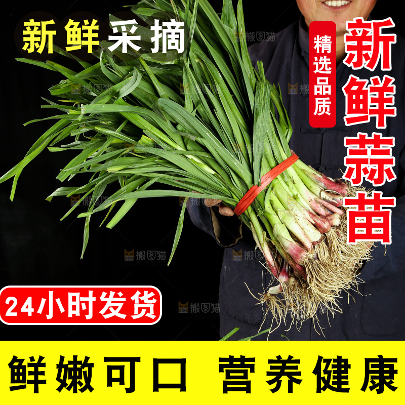 农民手里拿着新鲜蒜苗