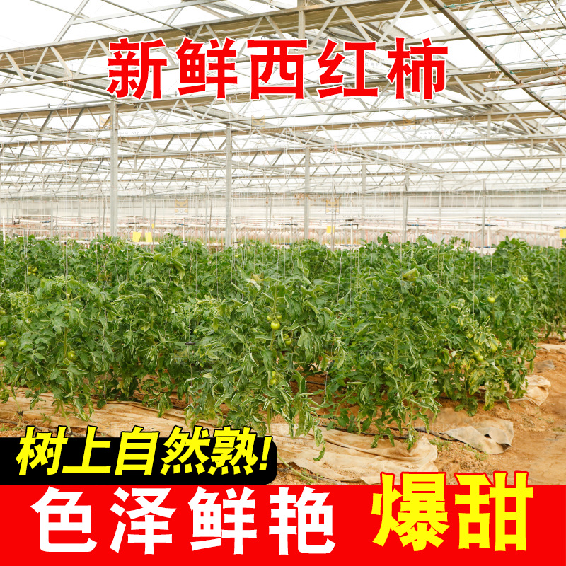 大棚里种着西红柿