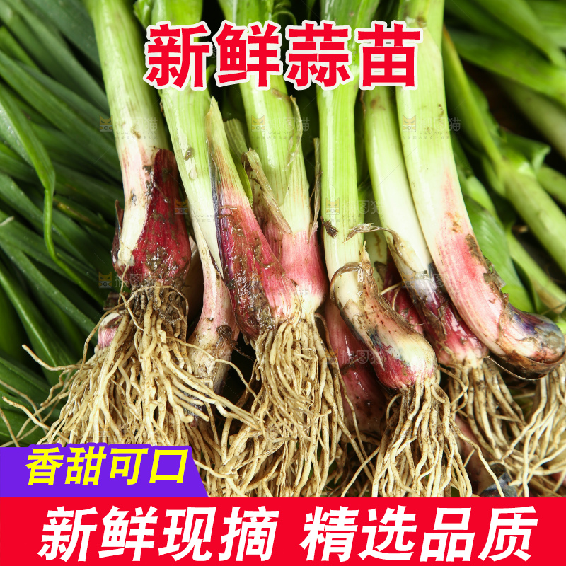 蒜苗纹理
