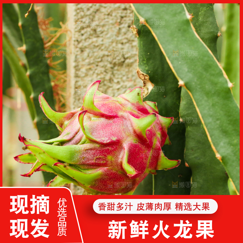 火龙果种植基地