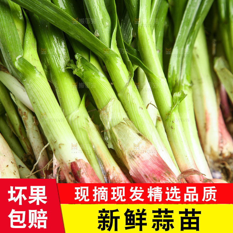 新鲜的红皮蒜苗