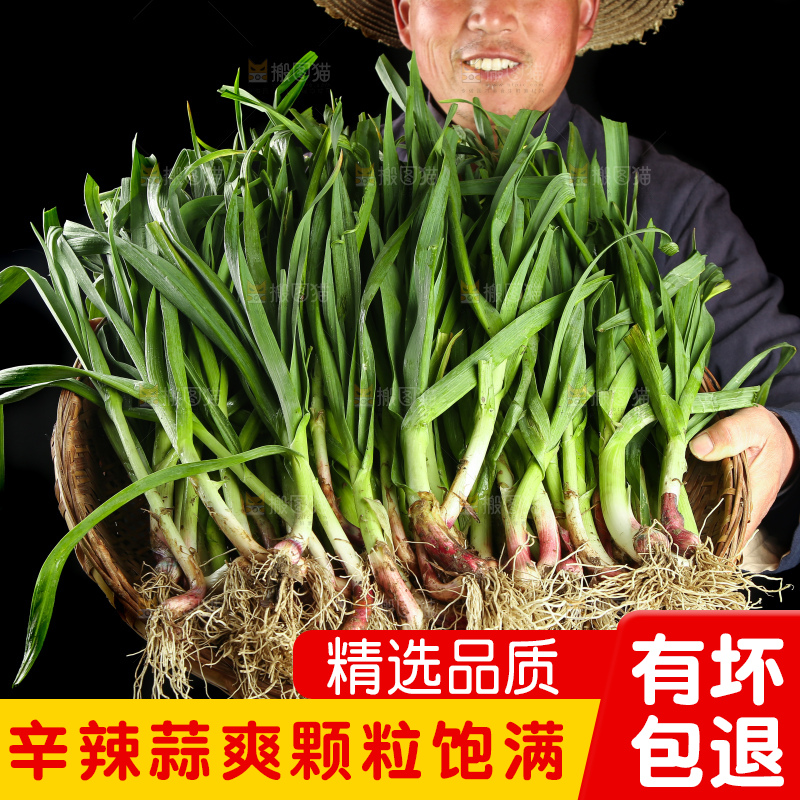 农民手里端着一篮蒜苗