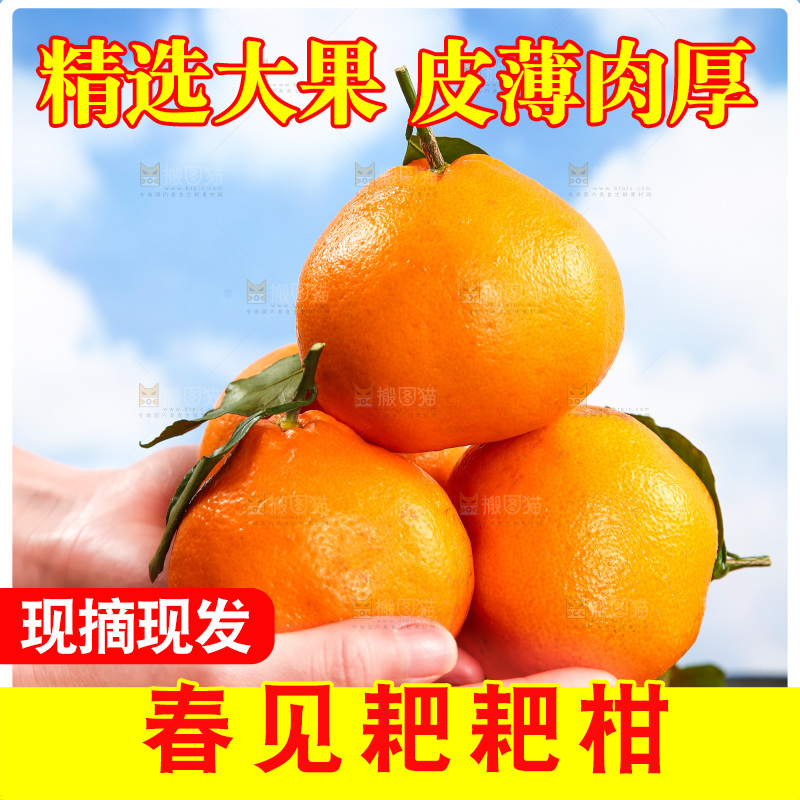 手里捧着春见耙耙柑