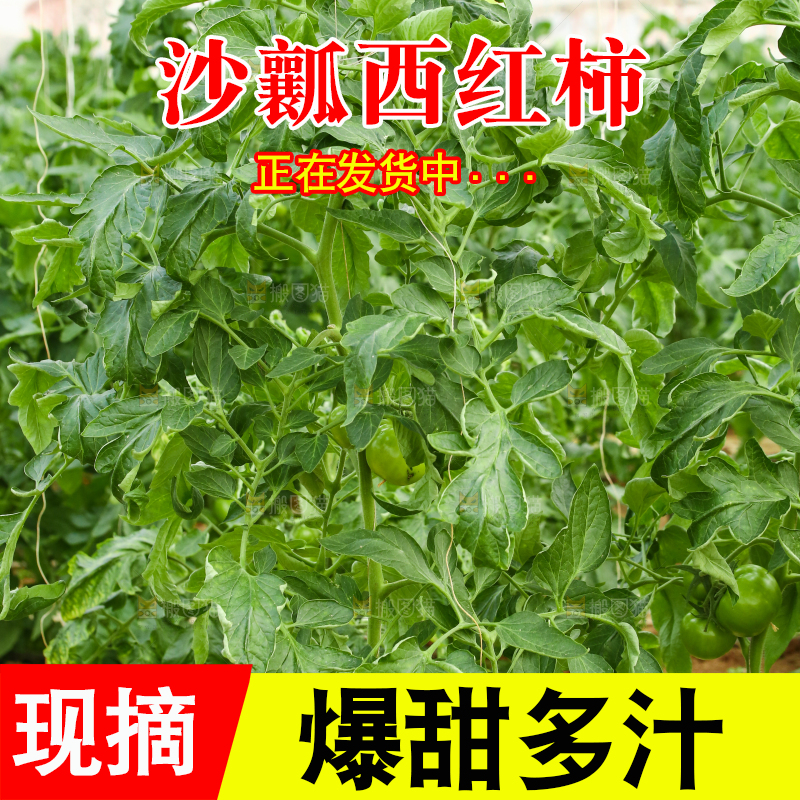番茄种植基地