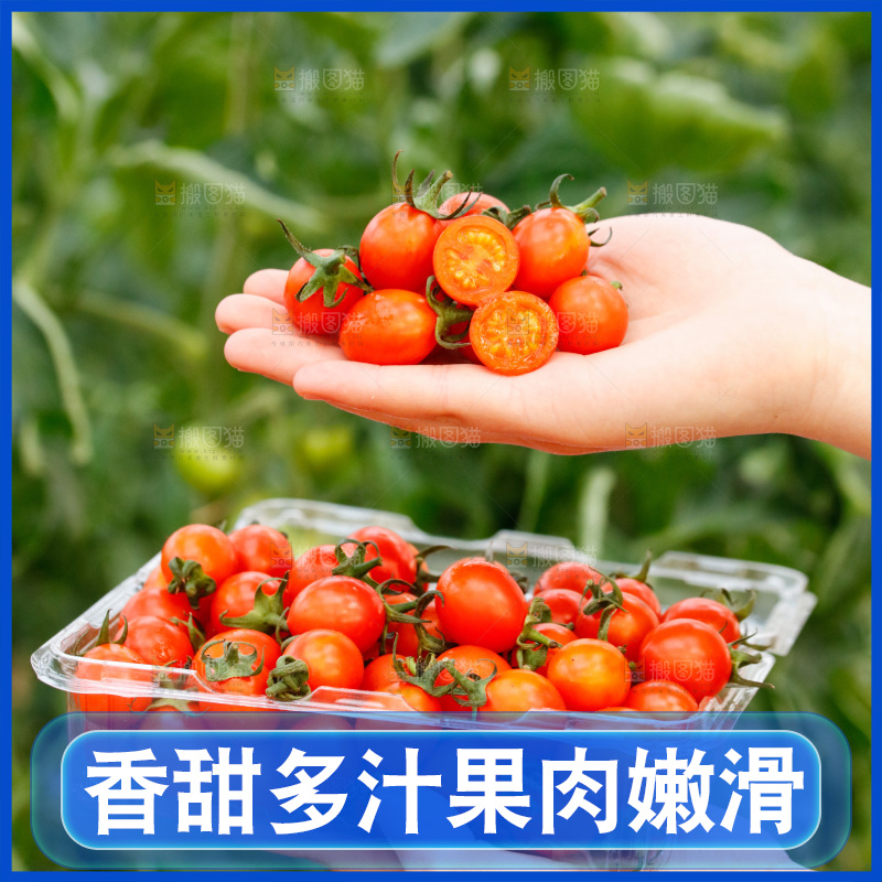 手里拿着新鲜小番茄