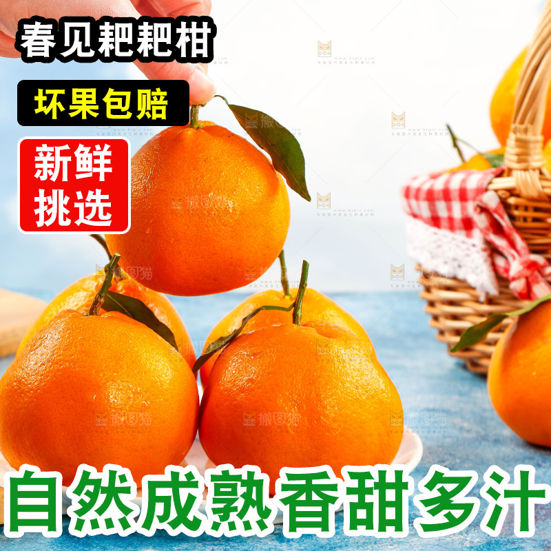 手里拿着四川春见耙耙柑