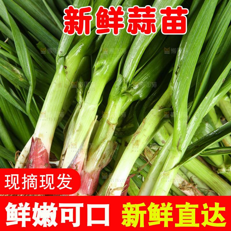 蒜苗纹理