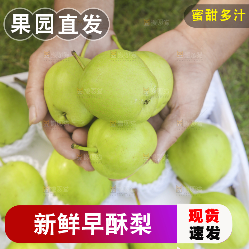 手捧着的陕西早酥梨