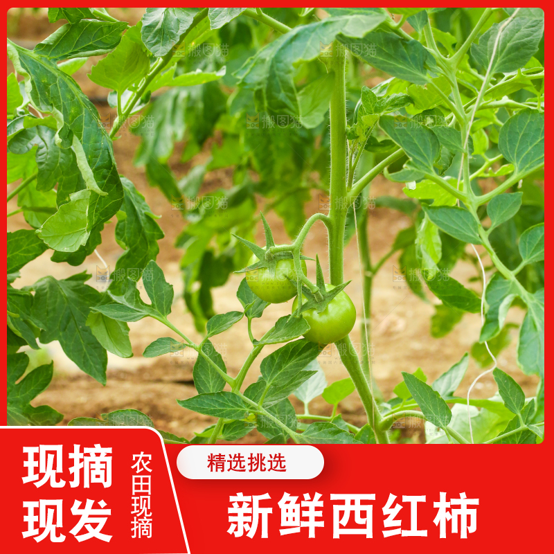 西红柿种植基地