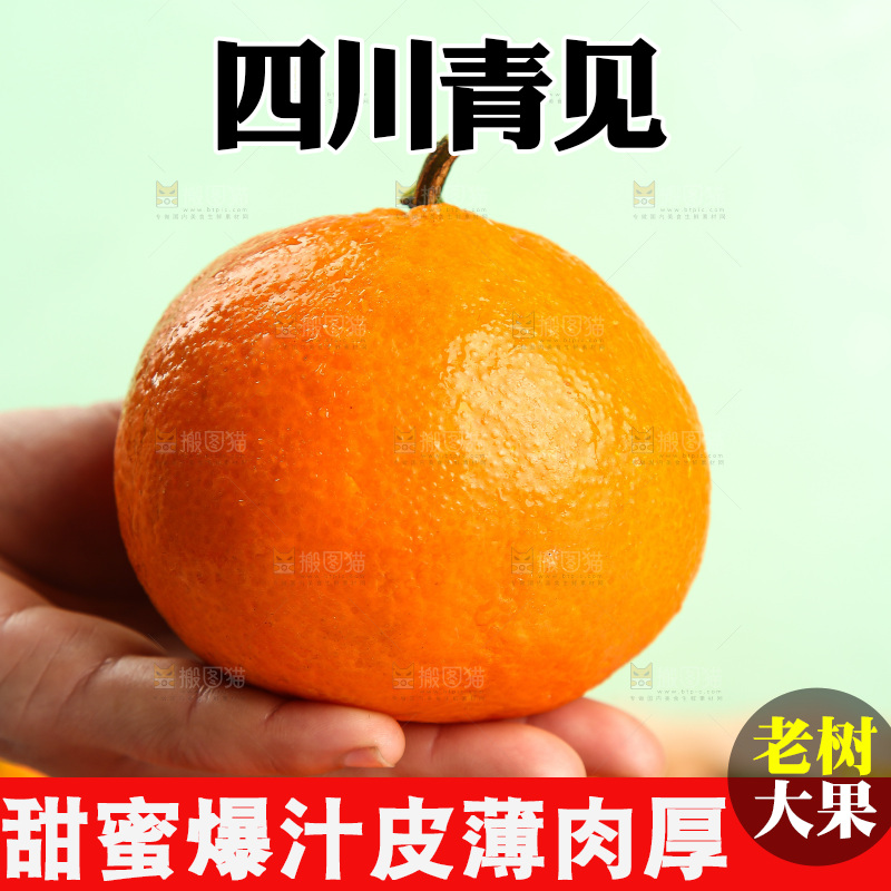 手里拿着青见柑橘