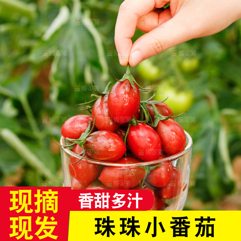 杯子里装着珍珠小番茄