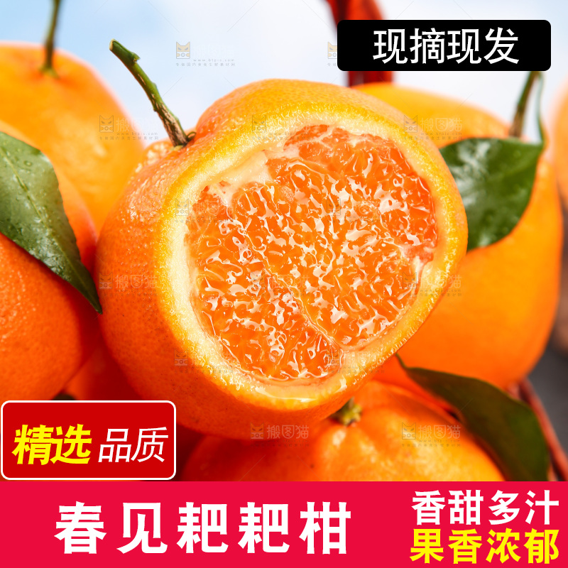 篮子里装着春见耙耙柑