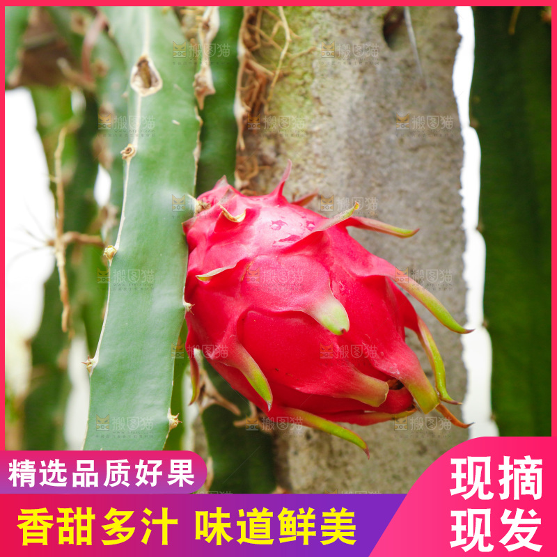 火龙果产地