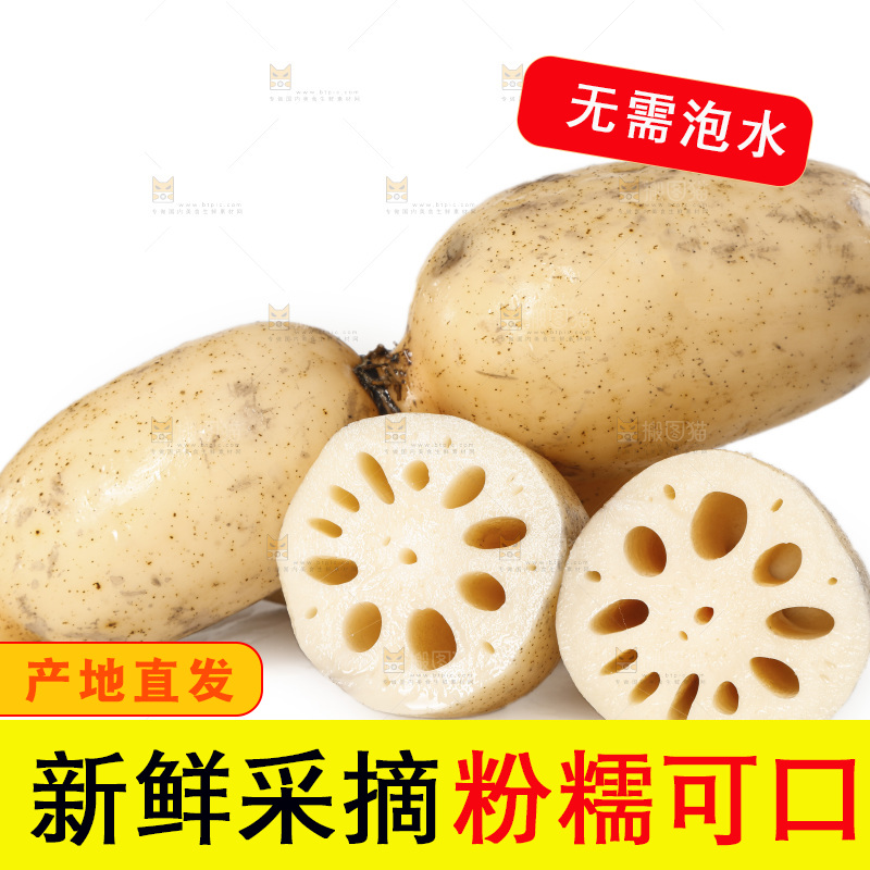 白底上的洪湖莲藕