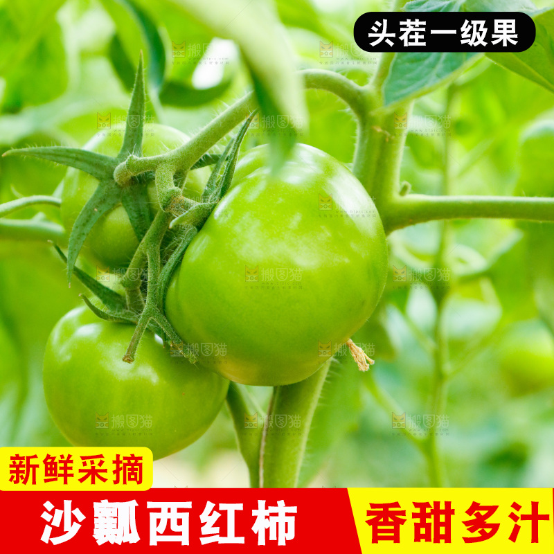 大棚里种着西红柿