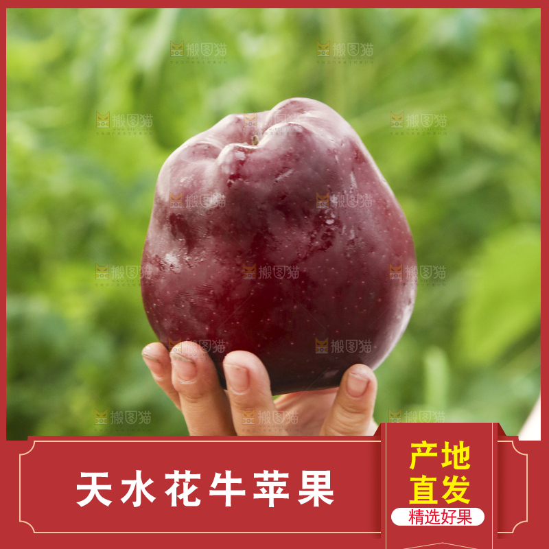 手里拿着花牛苹果