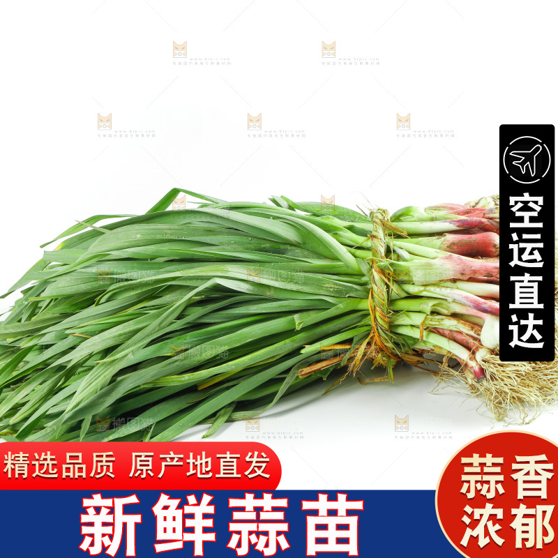 白底上放着一捆蒜苗