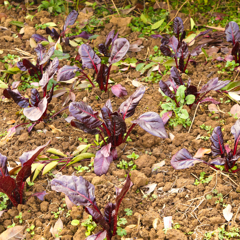 田地里种植紫菠菜