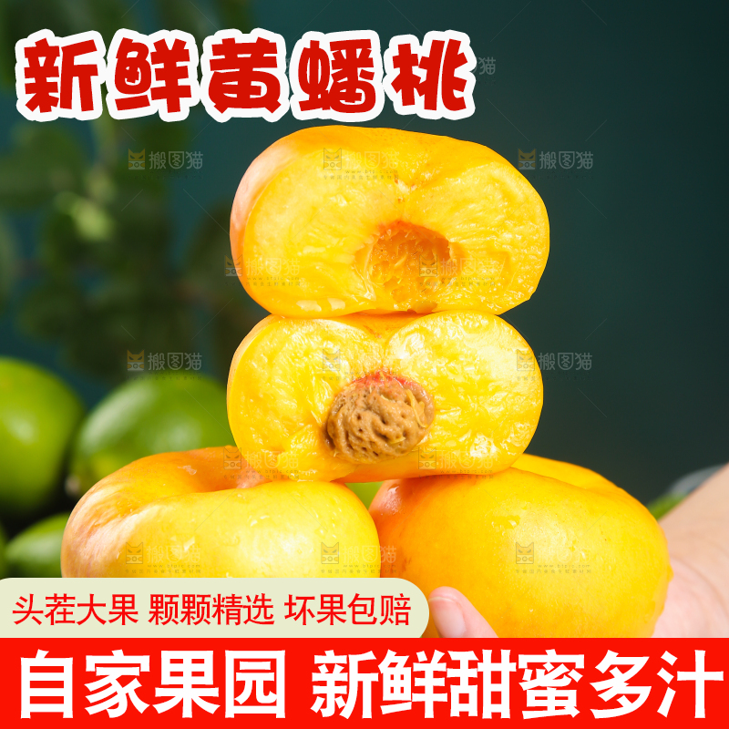 手拿着的蒙阴黄蟠桃