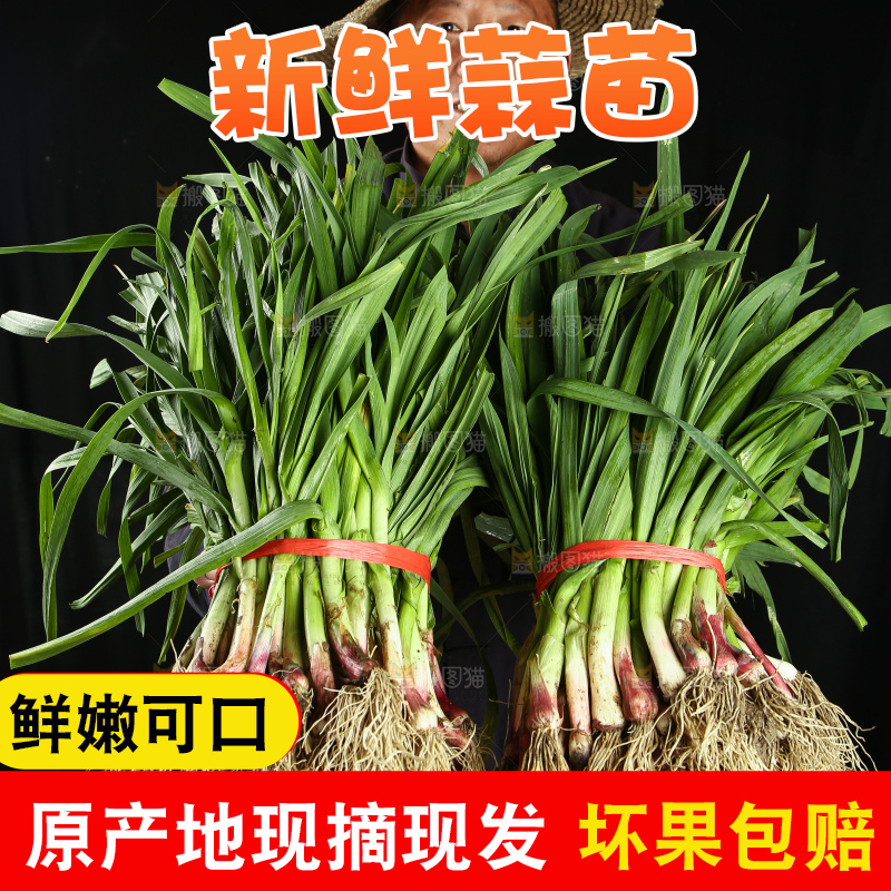农民手里拿着新鲜蒜苗