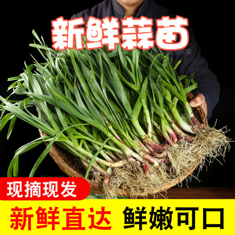 农民手里端着一篮蒜苗