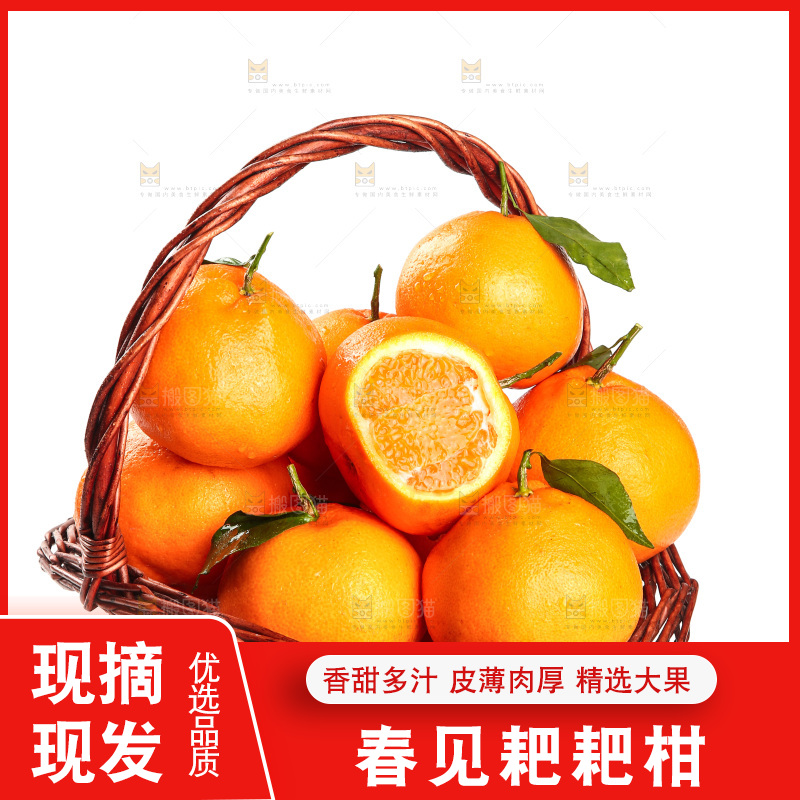 白底上放着一篮四川耙耙柑