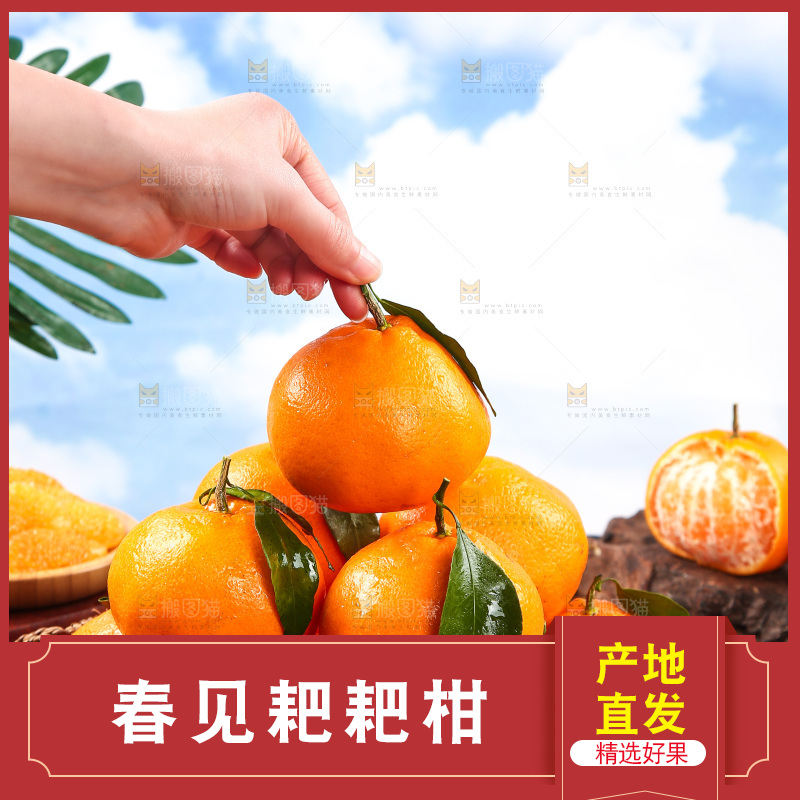 篮子里装着新鲜耙耙柑