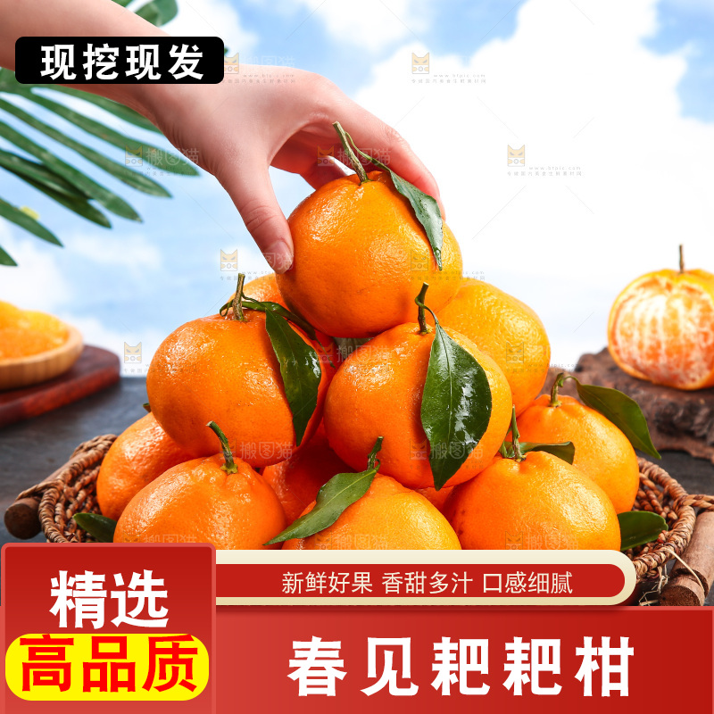 篮子里装着新鲜耙耙柑