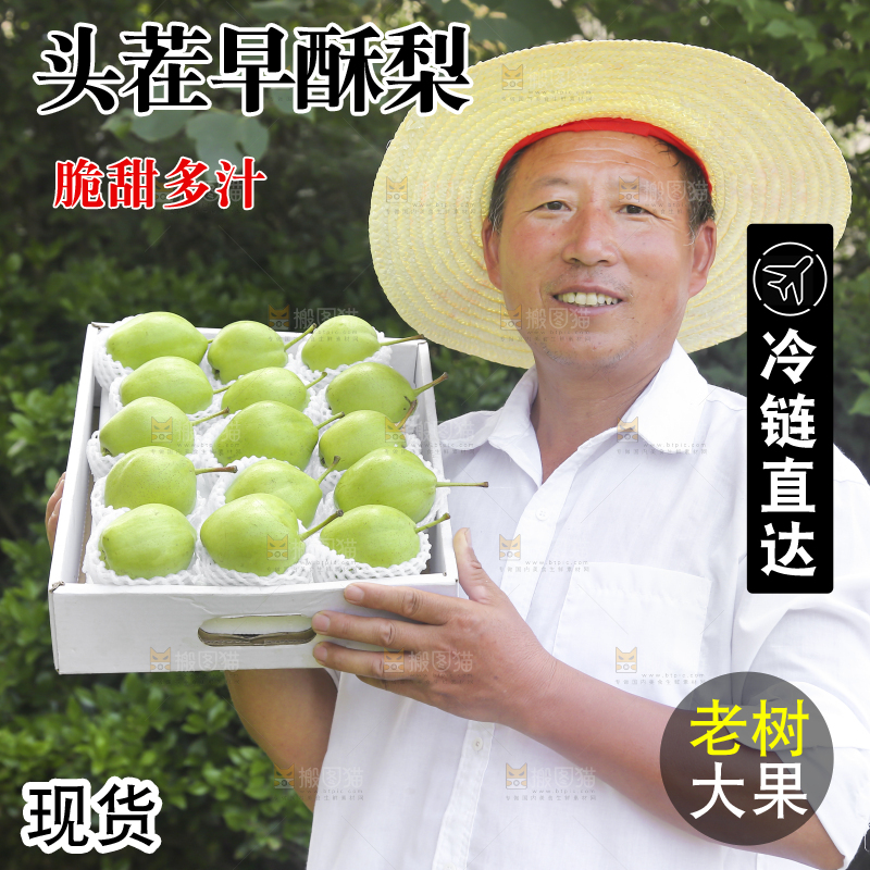 农民手端着一盒早酥梨