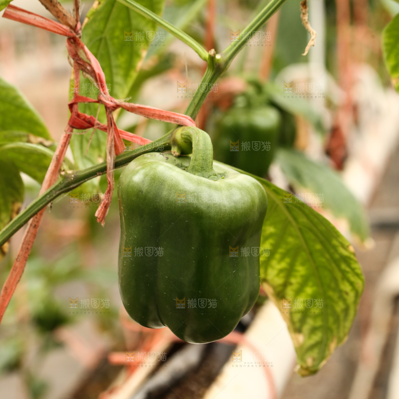 辣椒种植基地
