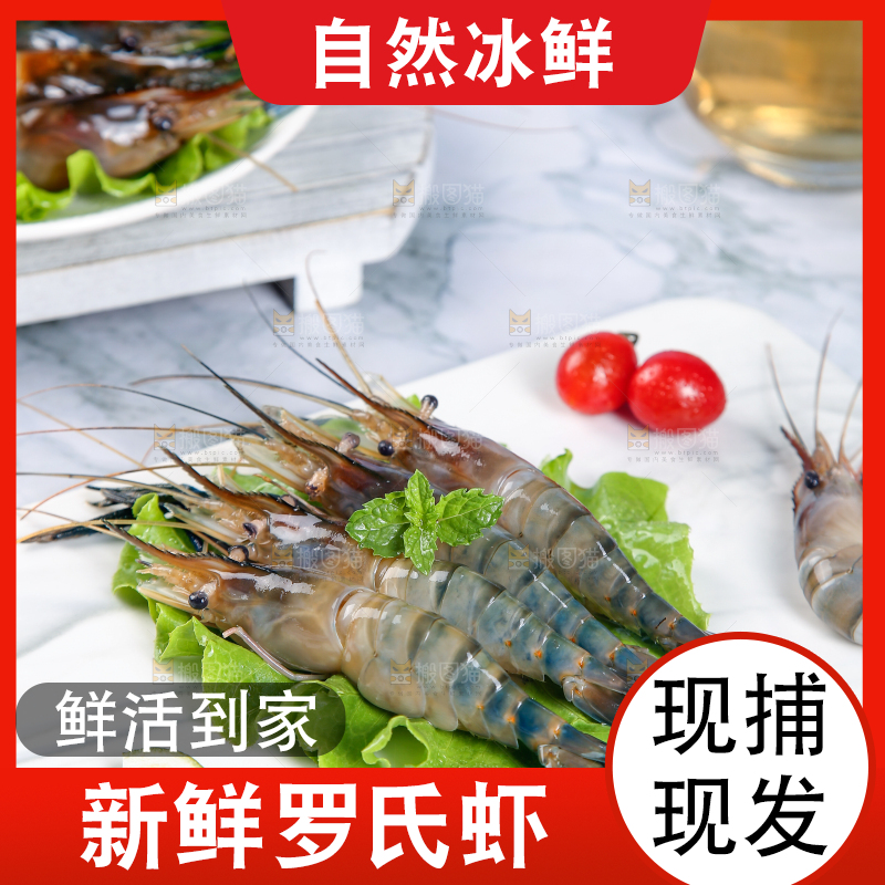 石底上放着罗氏沼虾