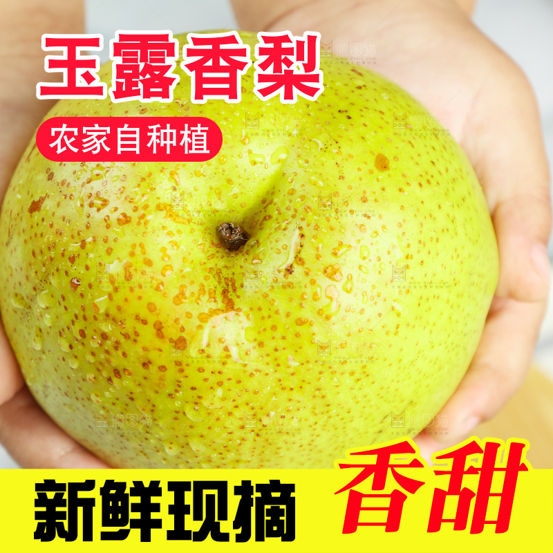 手上拿着的玉露香梨