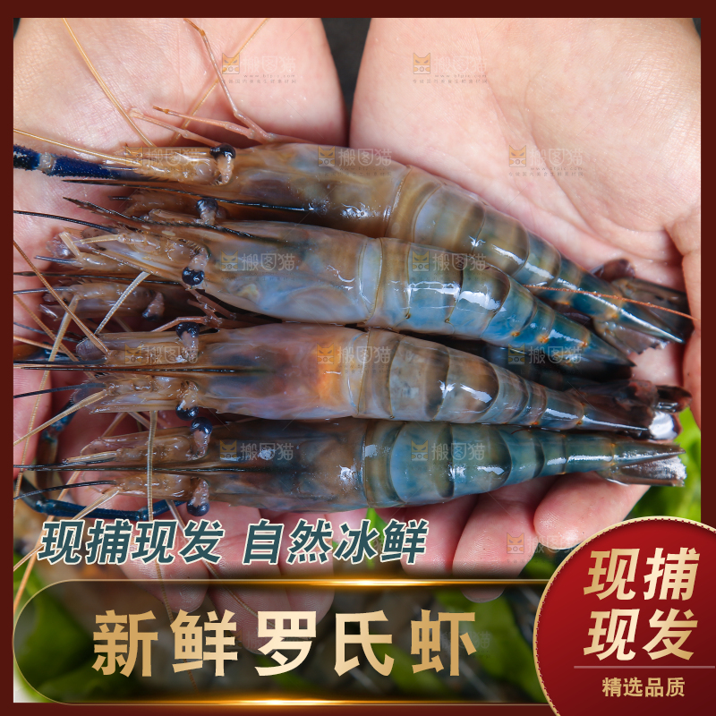 手上捧着罗氏沼虾