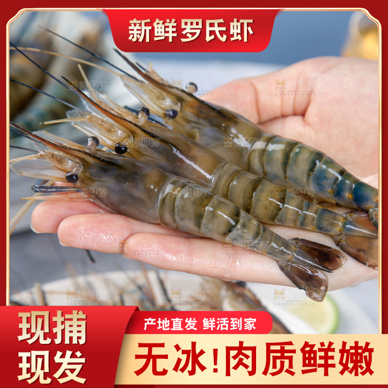 手上拿着罗氏虾
