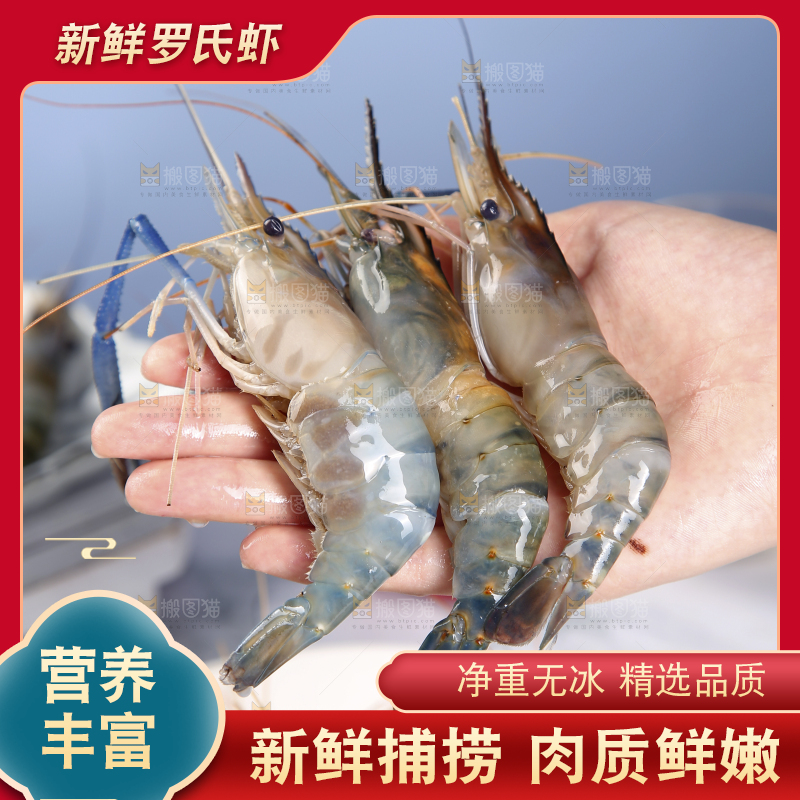 手上拿着罗氏虾