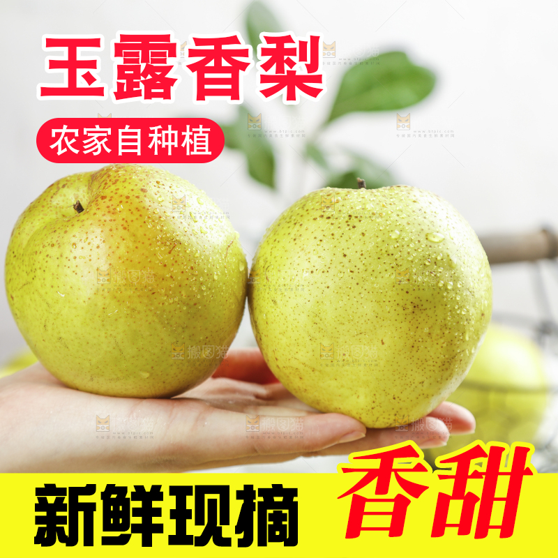 手上拿着的玉露香梨