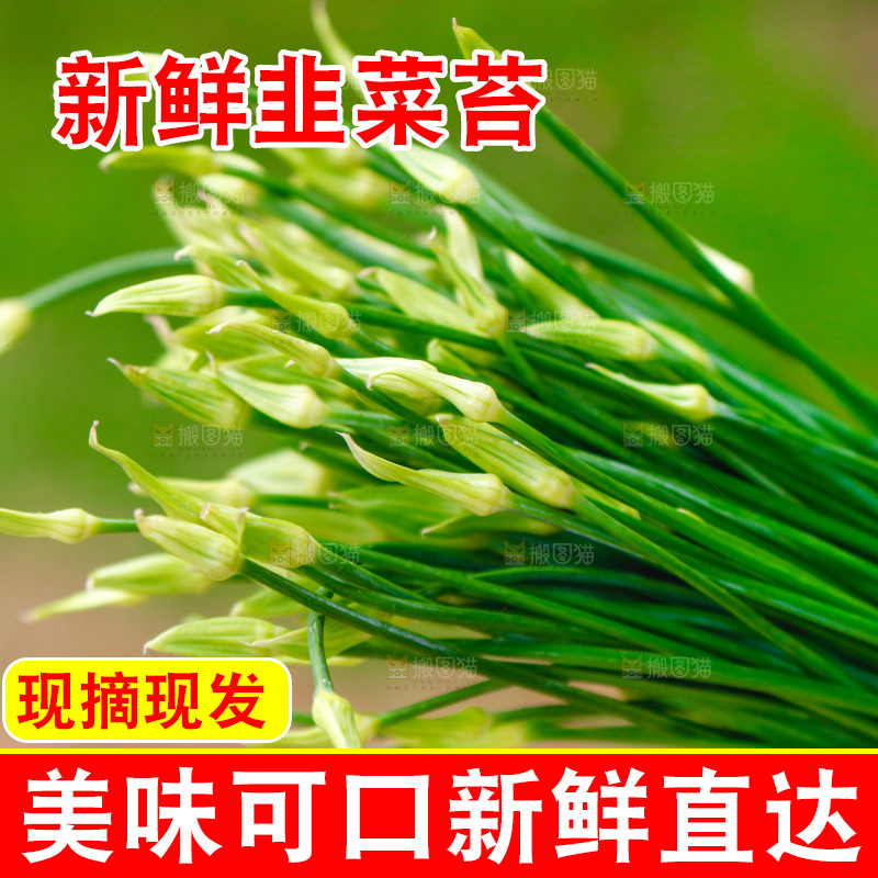 新鲜的韭菜苔