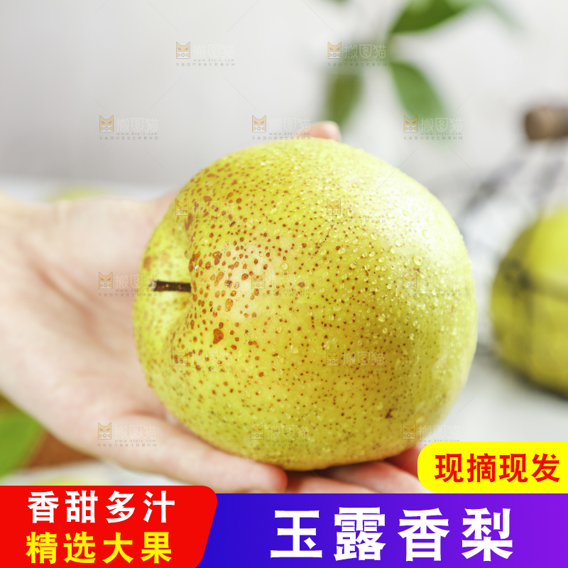手上拿着的玉露香梨
