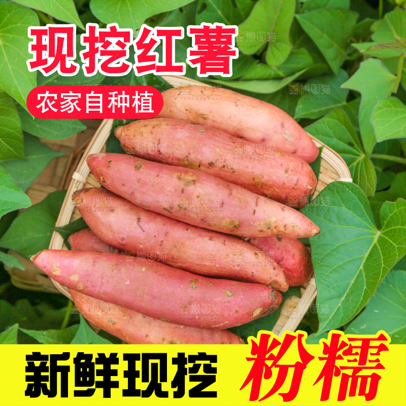 红薯地里的一篮红薯