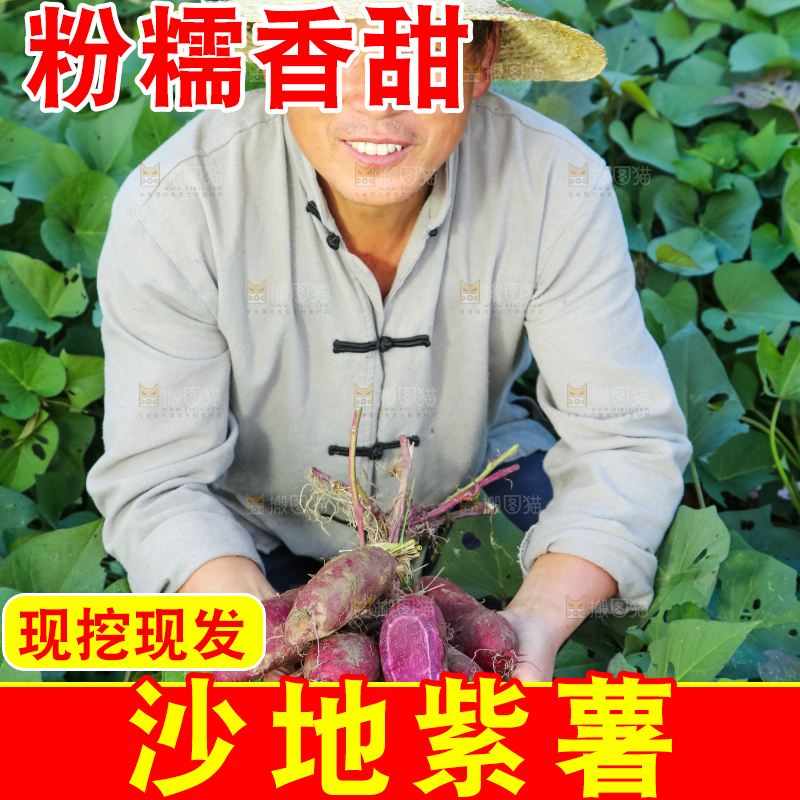 农民手里拿着一串大紫薯
