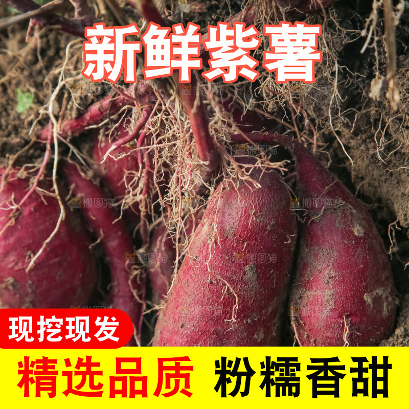 田里的紫罗兰紫薯