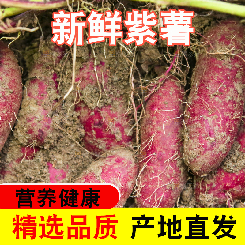 地里现挖紫薯