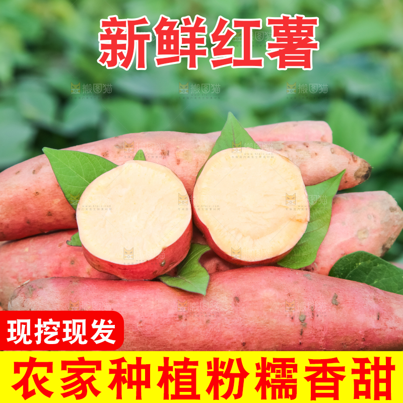 田地里放着切开的黄心红薯