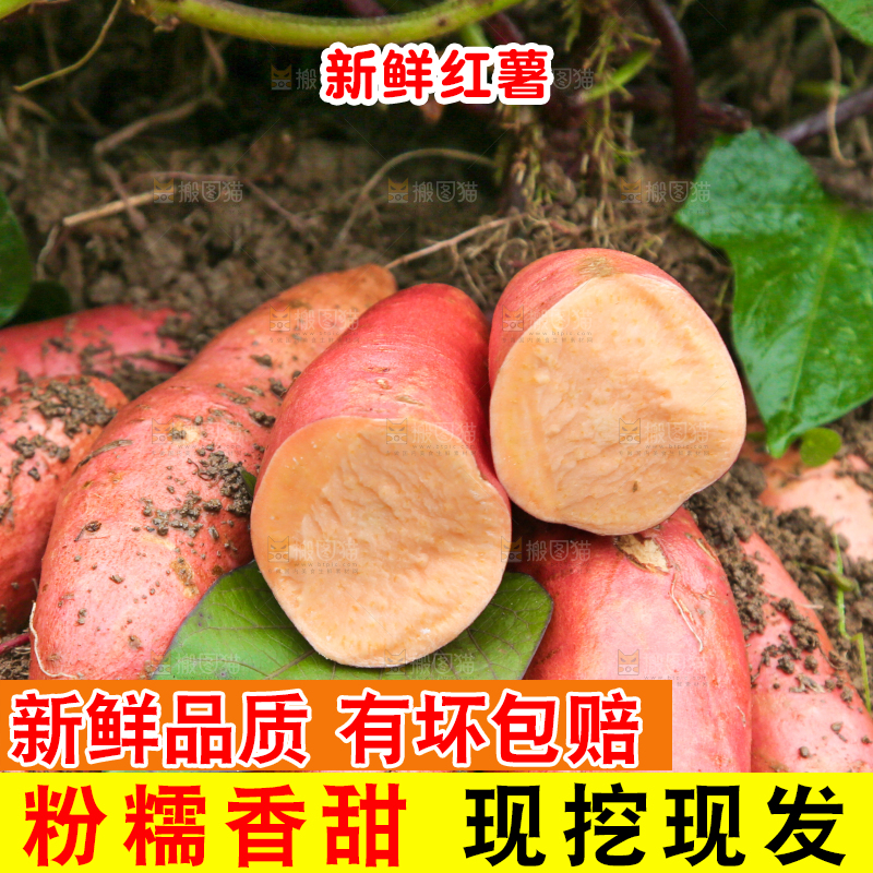 红薯地现挖红薯
