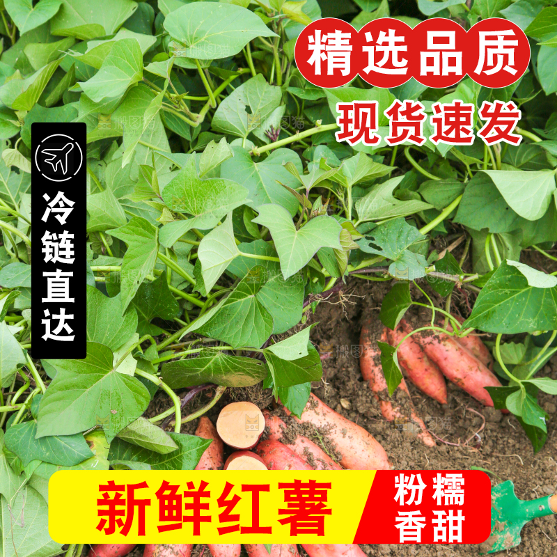 红薯地现挖红薯