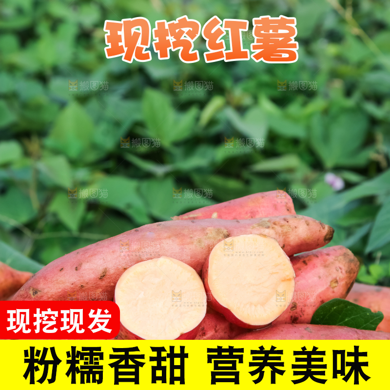 田地里放着切开的黄心红薯