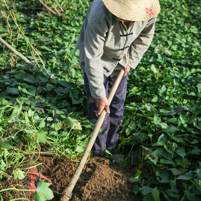 农民正在挖紫薯