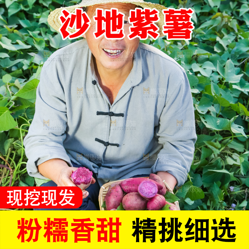 农民手里拿着紫罗兰紫薯