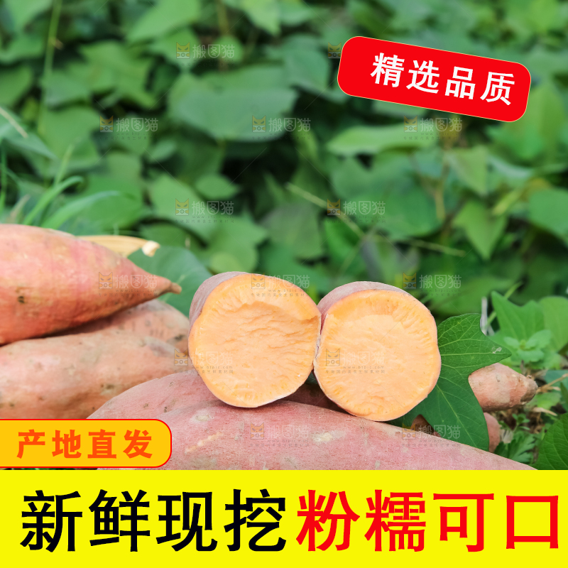 田地里放着切开的黄心红薯
